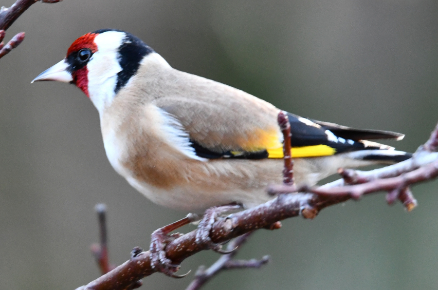 Comptage national Oiseaux des jardins